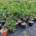 Azalka veľkokvetá (Azalea Mollis) ´ANNEKE´ - výška 40-60 cm, kont. C3L